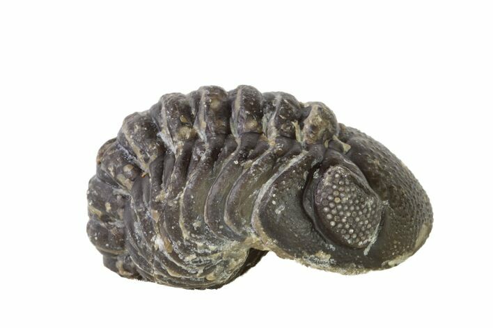 Wide, Partially Enrolled Austerops Trilobite - Morocco #156980